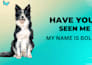 create a professional lost pet poster and annoncement